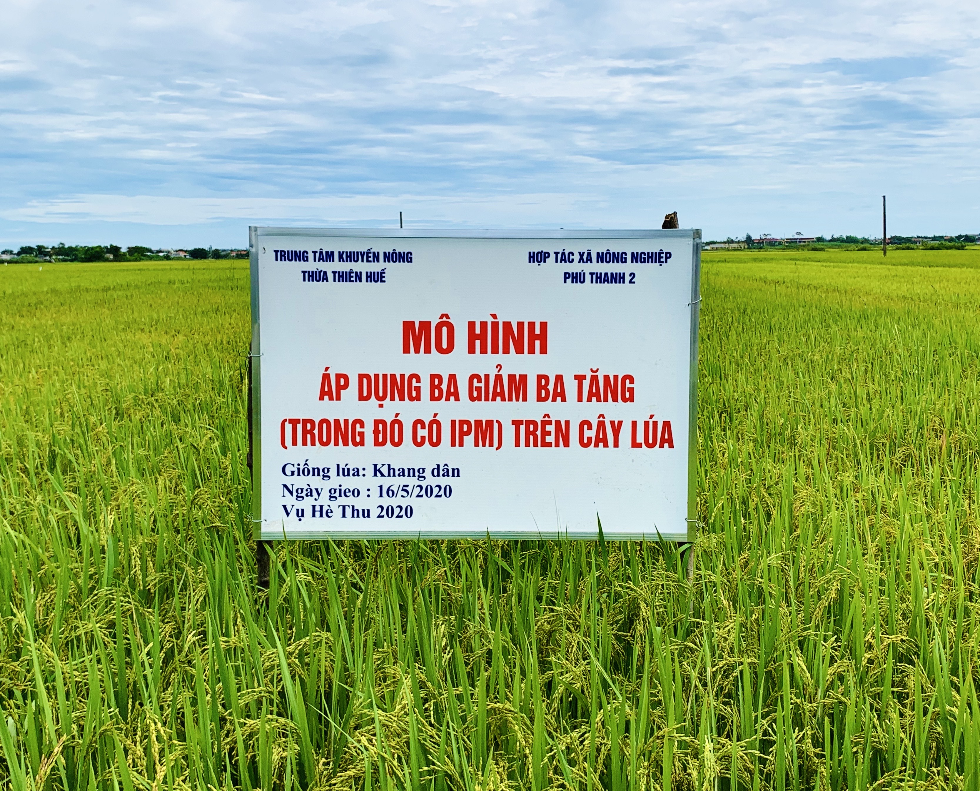 Mo hình 3 giảm 3 tăng" trong sản xuất lúa